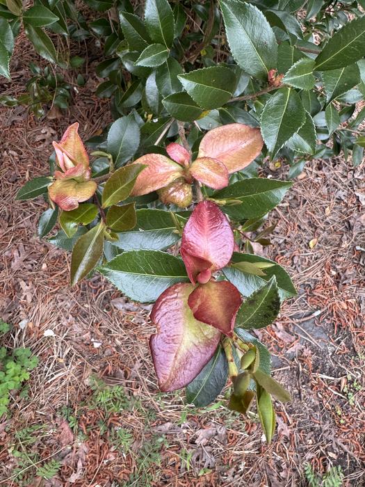 Camellia sasanqua showing Camellia Leaf Gall (Exobasidium camellia). Remove the infected leaves and put them in the trash. PIcture taken by Gene Fox