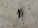 tiny black odorous house ant aka 'sugar ant'