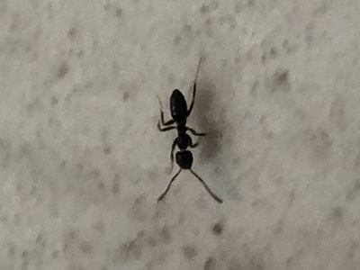 tiny black odorous house ant aka 'sugar ant'