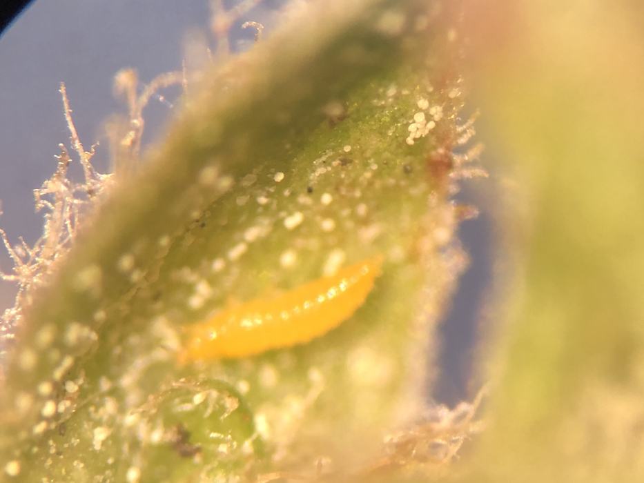 thrips larvae