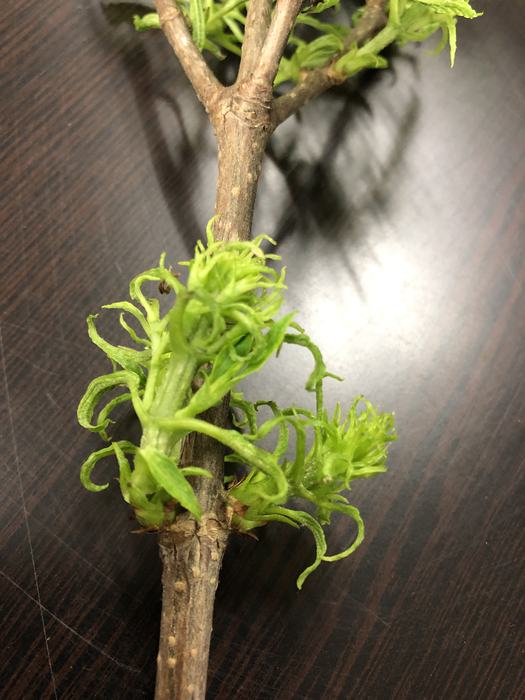 curling leaves on limelight hydrangea
