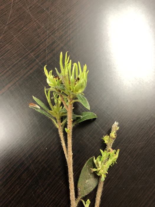 curling leaves on azalea