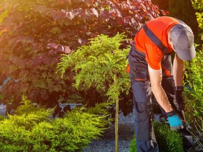 Gardener in orange shirt trimming shrubs in a sunny landscaped garden