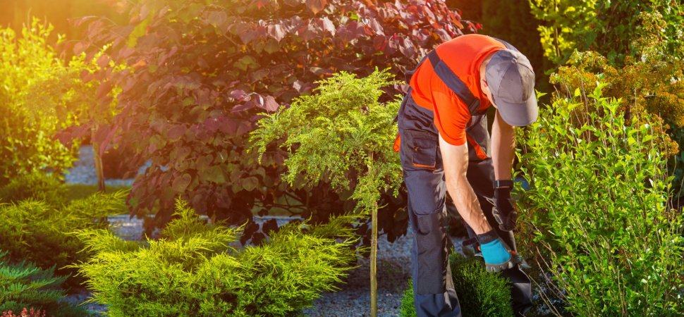 Landscaper working on plants