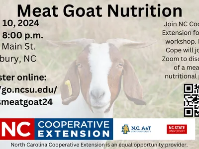 Boer-type Meat Goat facing the camera