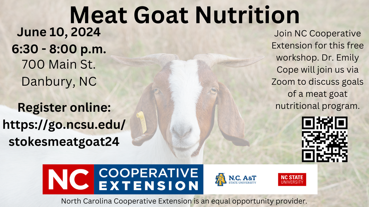 Boer-type Meat Goat facing the camera