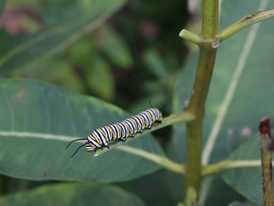 Caterpillar on milkweed