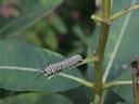 Caterpillar on milkweed