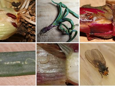 Shallot bulbs with feeding maggot larvae and a small adult fly