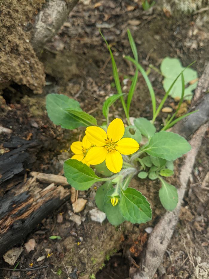 Yellow five-petaled wildflower with green leaves growing from rocky, soil-filled ground
