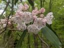 Cluster of pale pink blossoms on a branch with green forest background