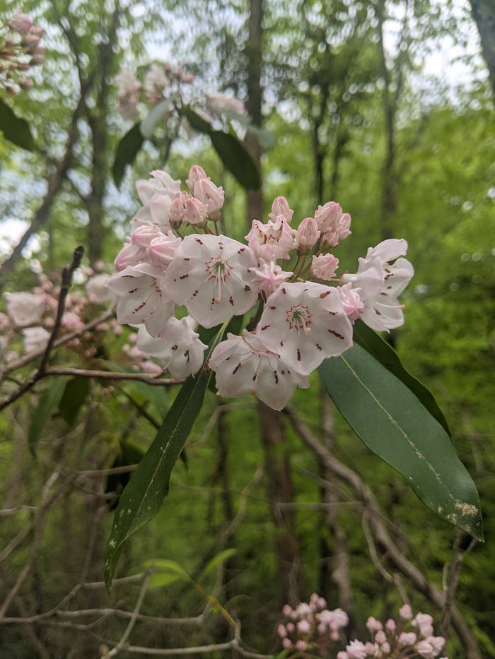 Cluster of pale pink blossoms on a branch with green forest background