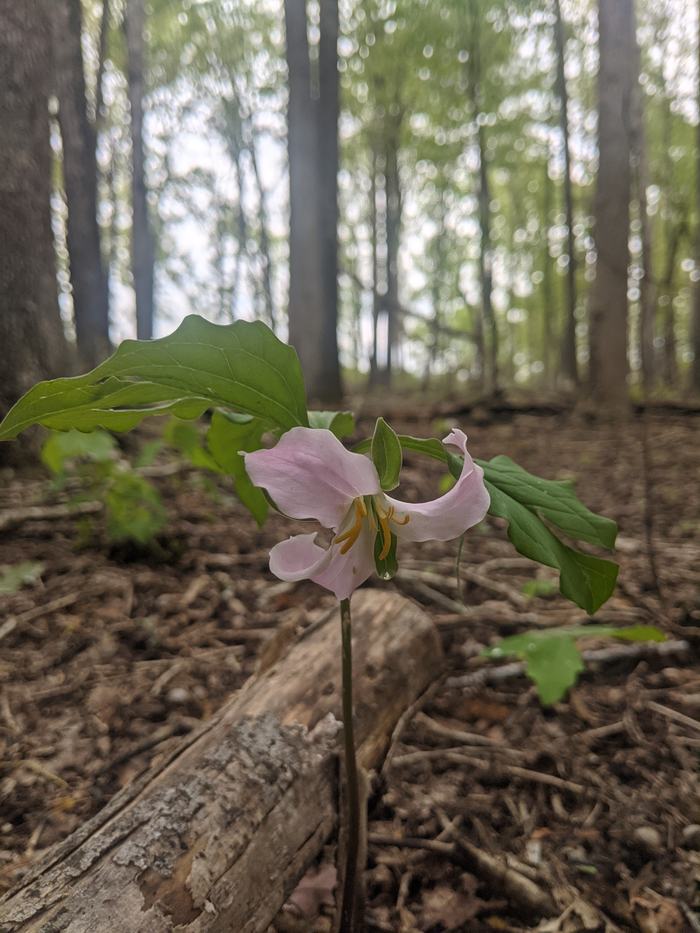 Pink trillium flower with droplet on stem on forest floor beside a fallen log