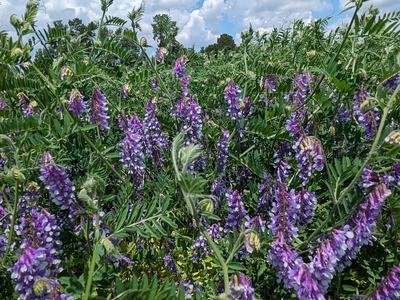 Field of purple vetch flowers under blue sky with scattered white clouds