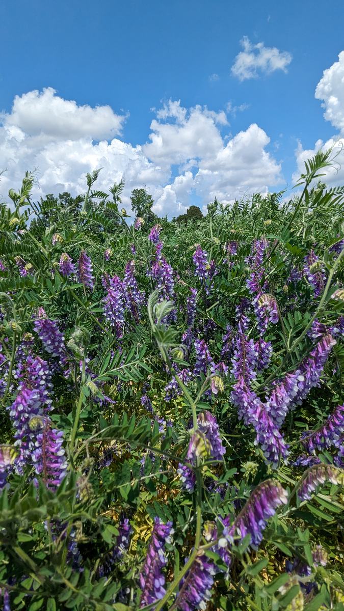 Purple flowers on green stems in front of a blue sky.