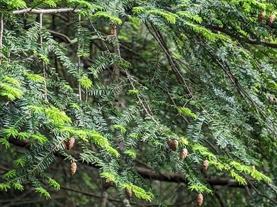 branch of hemlock