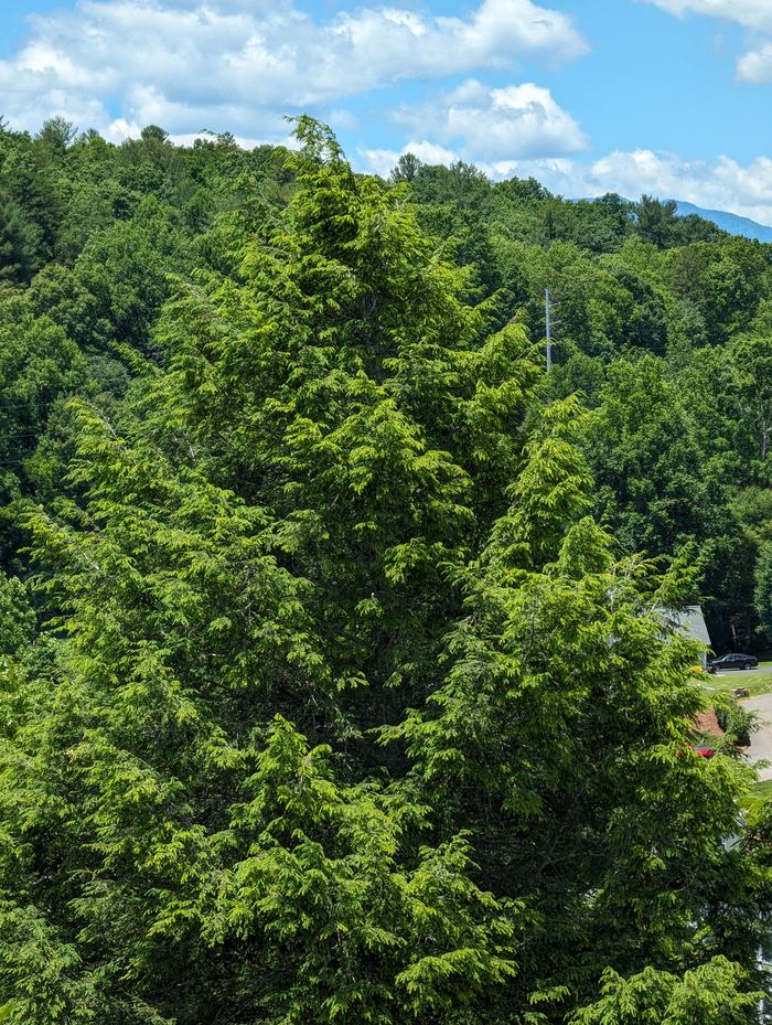 hemlock
