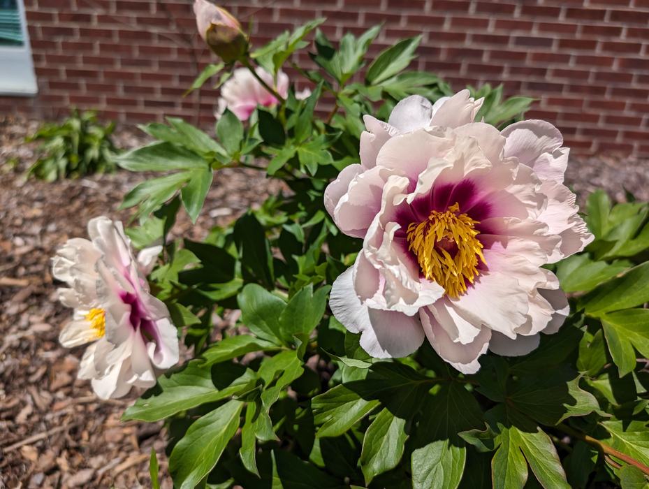 Paeonia 'Cora Louise'- Photo by Amanda Wilkins