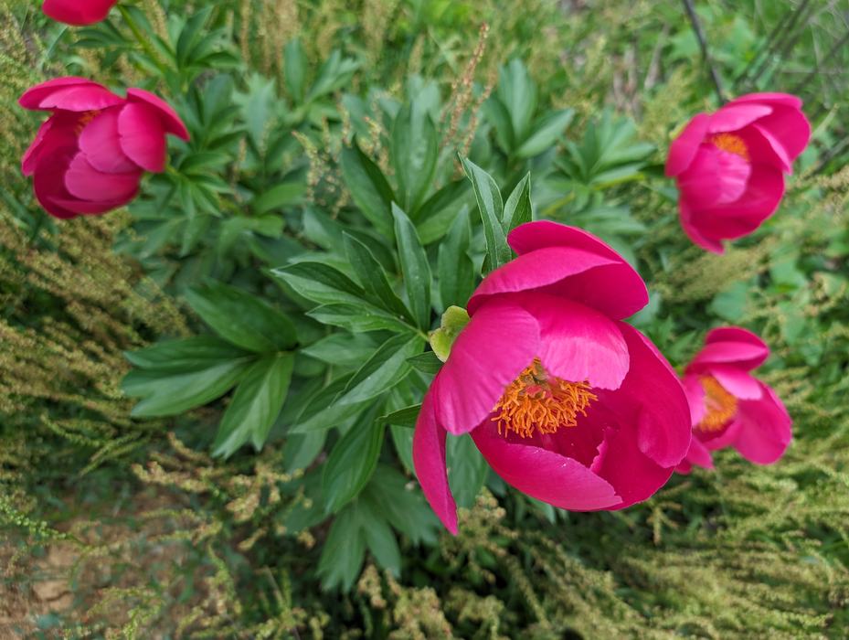Paeonia 'Scarlett O'Hara'- Photo by Amanda Wilkins