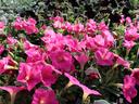 pink petunias