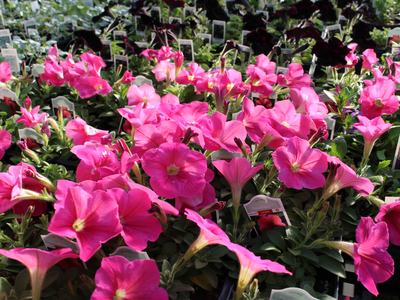 pink petunias