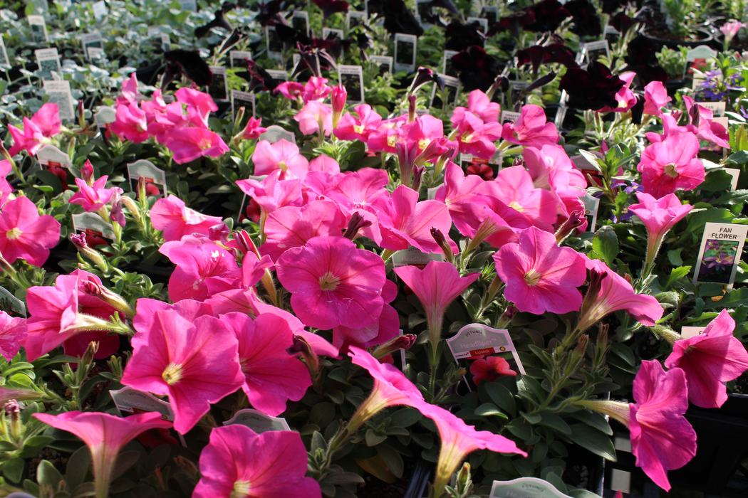 pink petunias