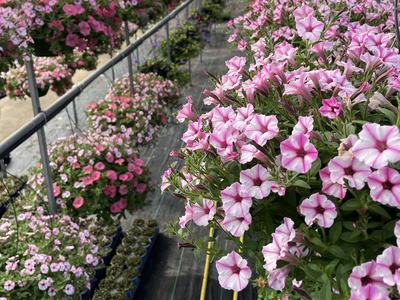 Petunias in a greenhouse
