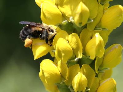 Bumble bee on Carolina lupine.