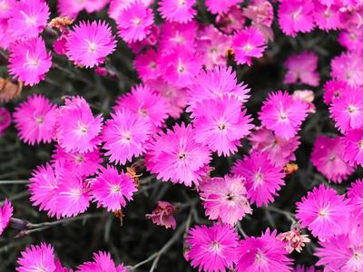 Cluster of bright pink dianthus flowers with fringed petals clustered over dark foliage