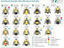 Chart "Southeast Bumble Bee (Bombus) Females" showing female bee illustrations with species names