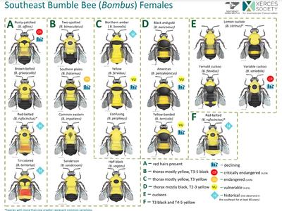 Chart "Southeast Bumble Bee (Bombus) Females" showing female bee illustrations with species names