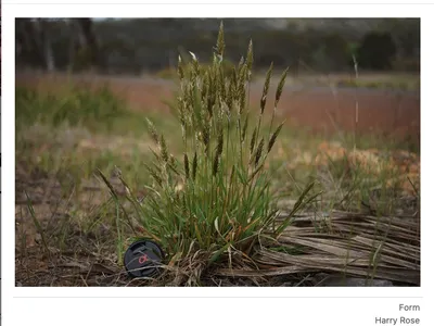 sweet vernal grass
