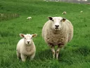 Adult sheep and lamb standing on a green grassy pasture