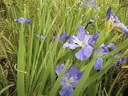 Southern Blue Flag Iris