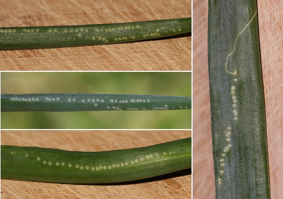 Green leaf and stems with sinuous rows of pale round dots and winding tunnels