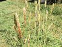 vernal grass in field