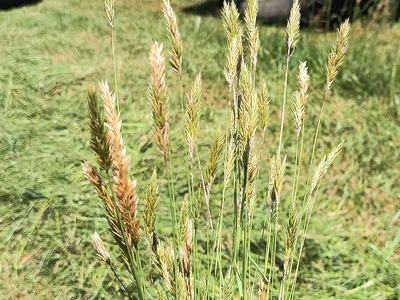 vernal grass in field