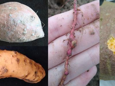 Composite photograph of guava root-knot nematode damage on sweetpotato. On the left side are two photos of storage roots with galls caused by GRKN. On in the middle is GRKN galls on a sweetpotato fibrous root. On the right is a sweetpotato with skin peele