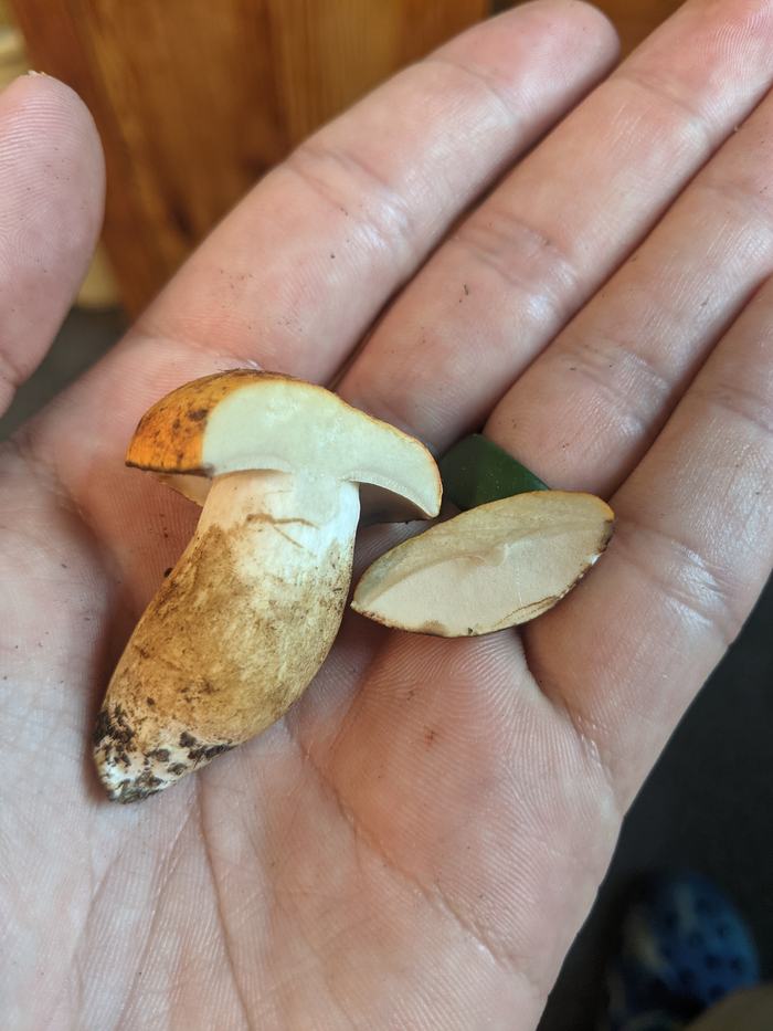 Hand holding two small brownish-yellow mushrooms, one sliced in half
