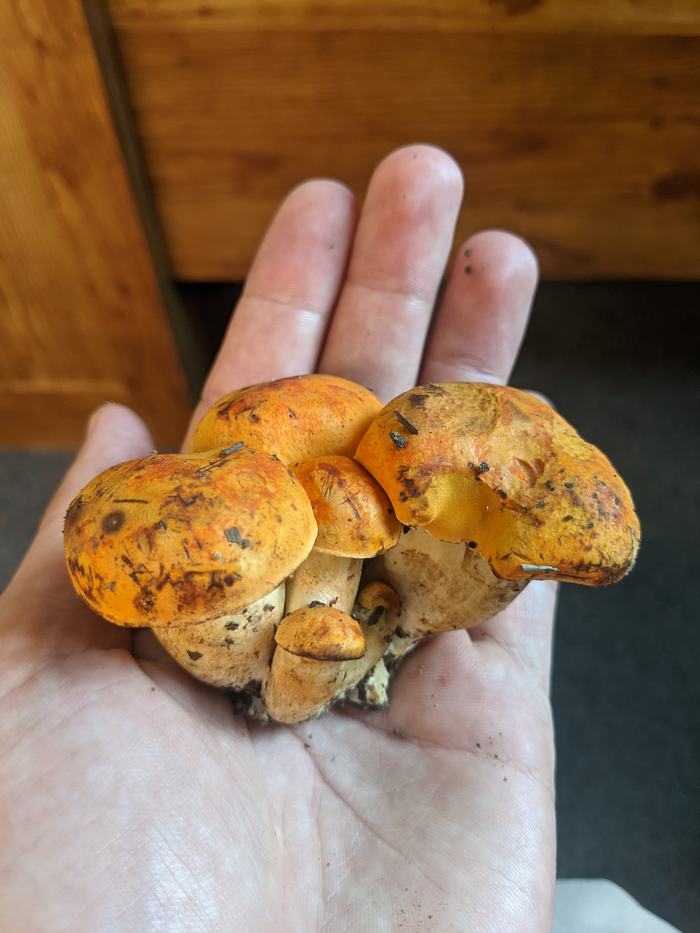 Hand holding a cluster of small orange mushrooms with soil on stems