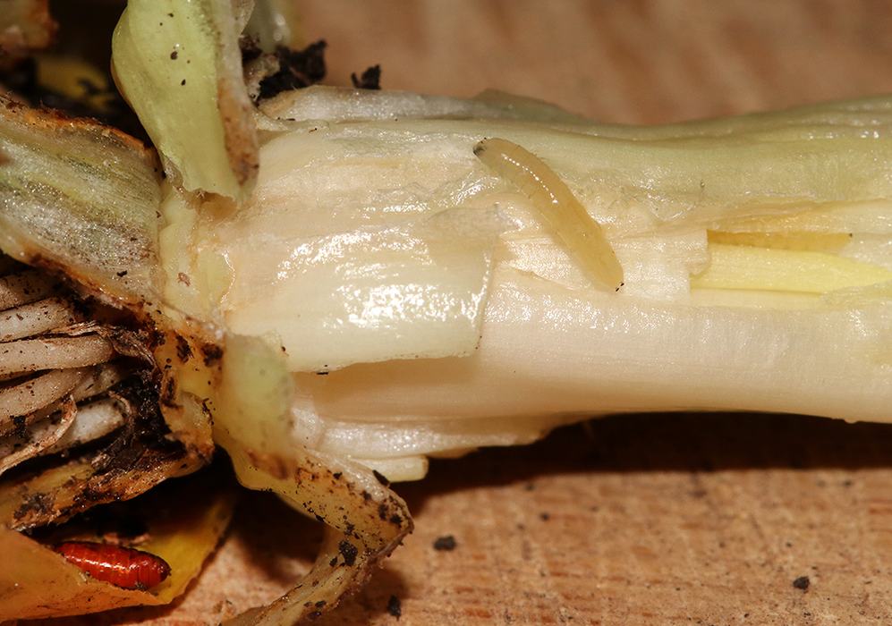 Pale larva on a sliced plant stem exposing inner layers and surrounding soil
