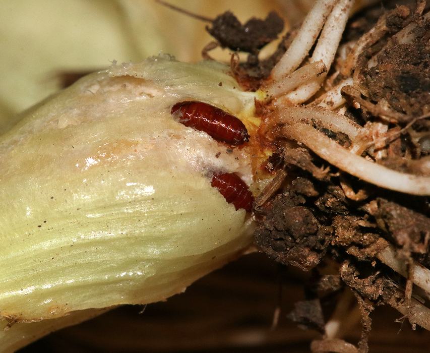 Two small reddish larvae on a plant bulb next to roots and soil