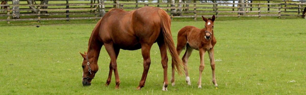 Chestnut mare grazing in a fenced pasture with a foal standing nearby
