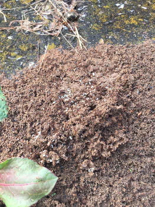 fire ant mound larvae