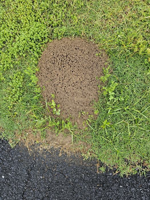 fire ant hendersonville 