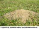 Fire Ant Mound in Lawn
