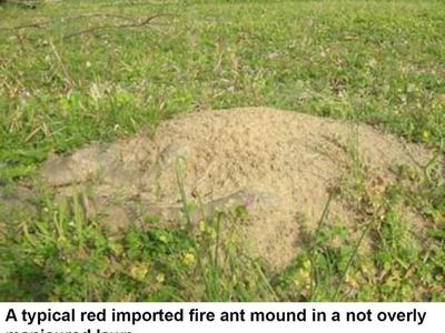 Fire Ant Mound in Lawn