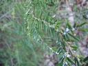 Hemlock Wooly Adelgid