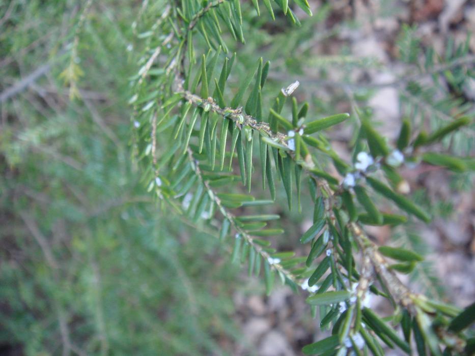 Hemlock Wooly Adelgid