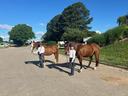 Two children in helmets leading two brown horses along a paved road near stables